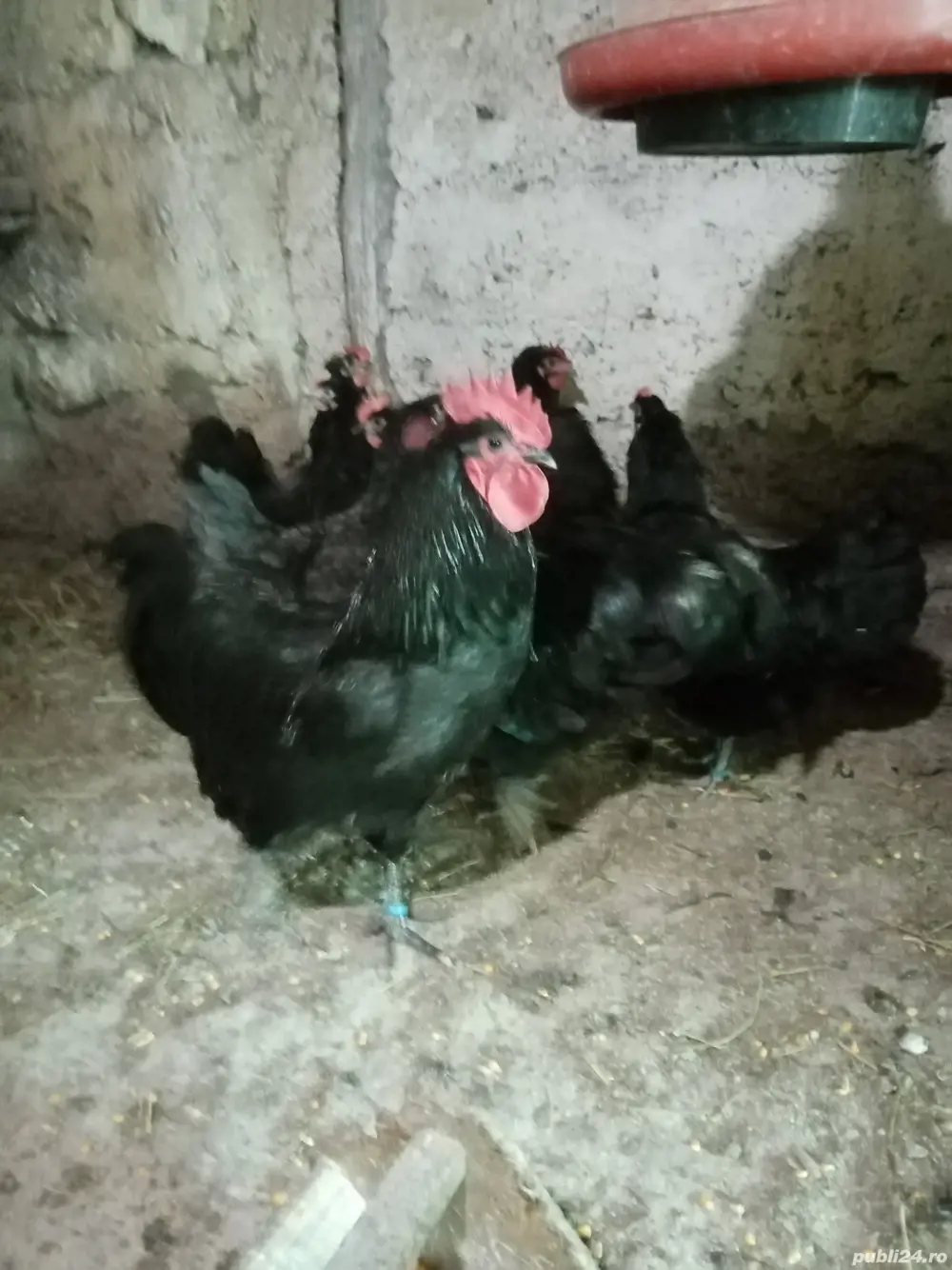 Vând  găini australorp 