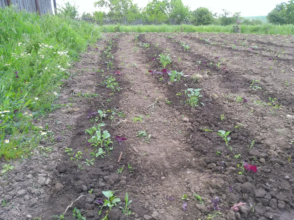 Teren intravilan Horlești (Rediu), la 15 km de Iași, la 2 km de viitorul nod A8-DJ282 600-1400 mp