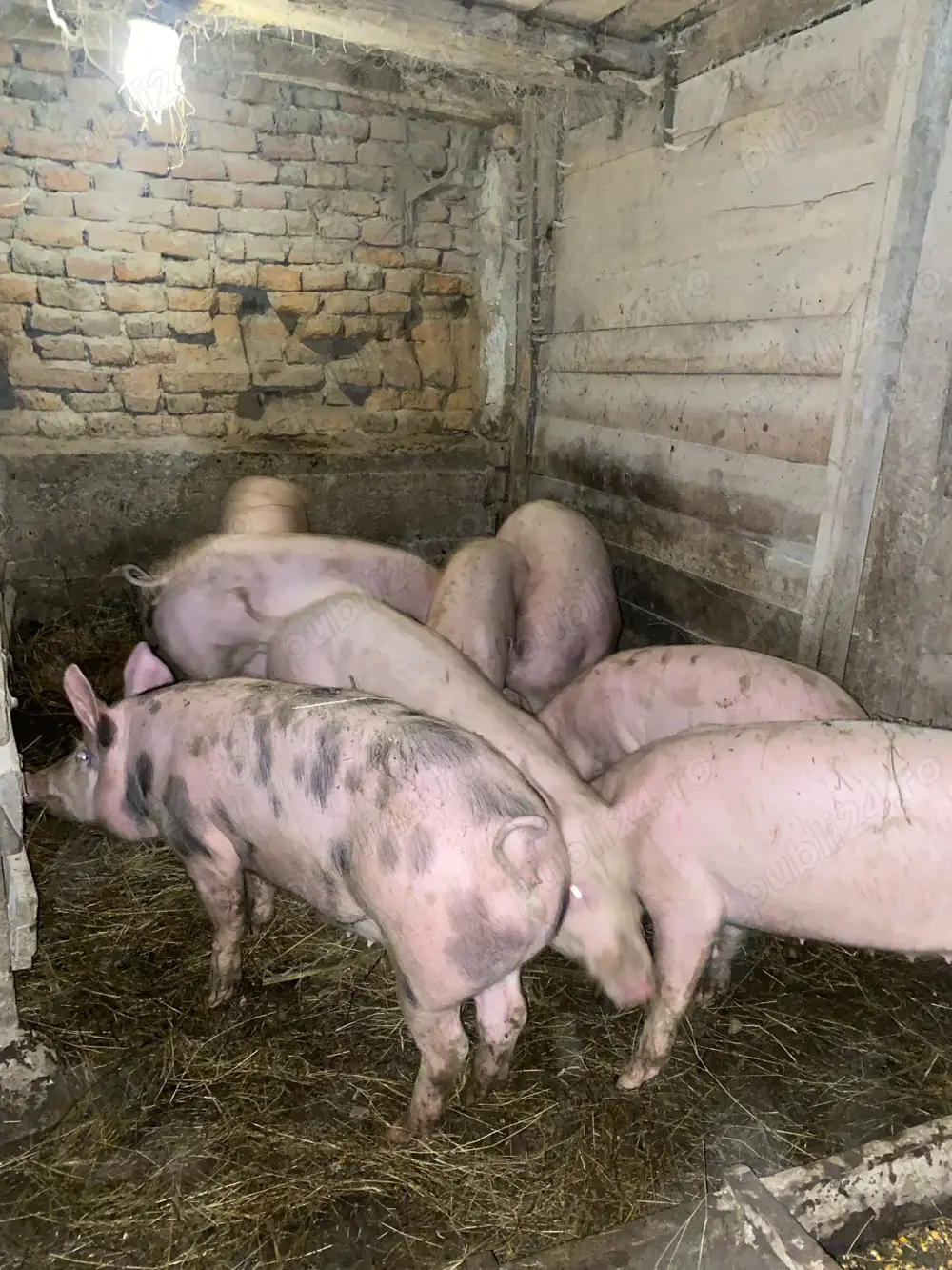 Porci grăsuni  șoldani de vanzare