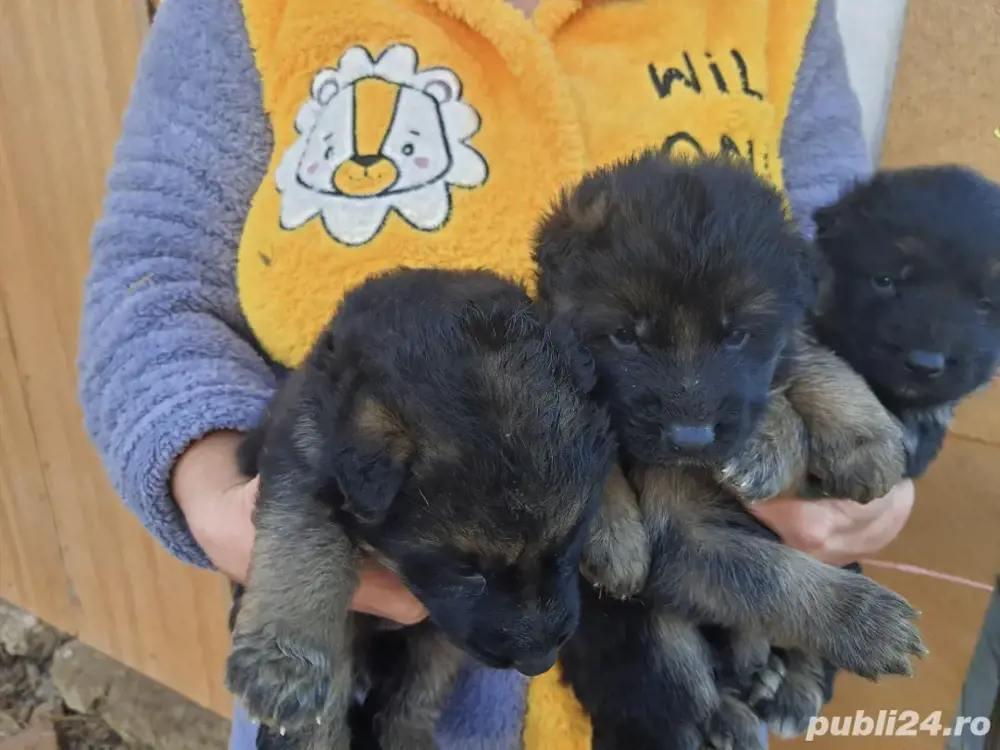 catei ciobanesc german