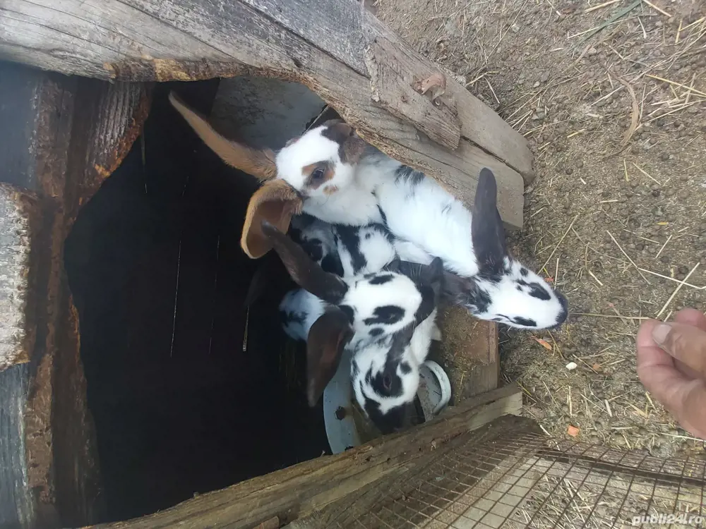 iepurași fluture german 