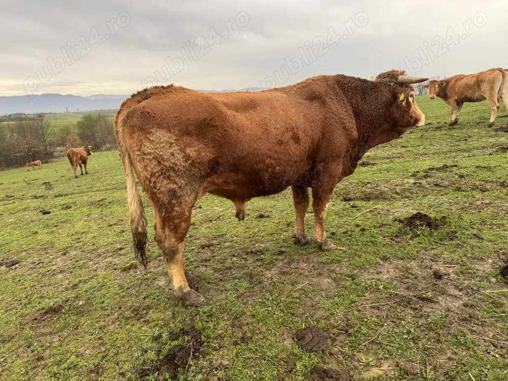 Vand taur Limousin   Limuzin