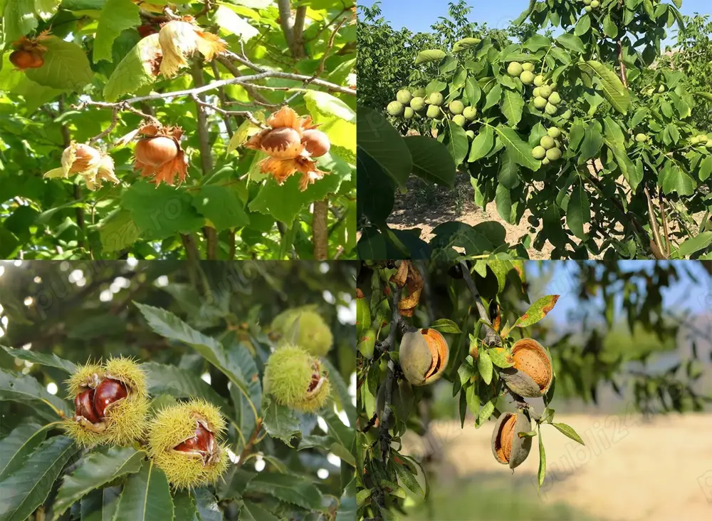 Fructe nucifere in ghiveci Alun de padure Nuc Castan comestibil Migdal