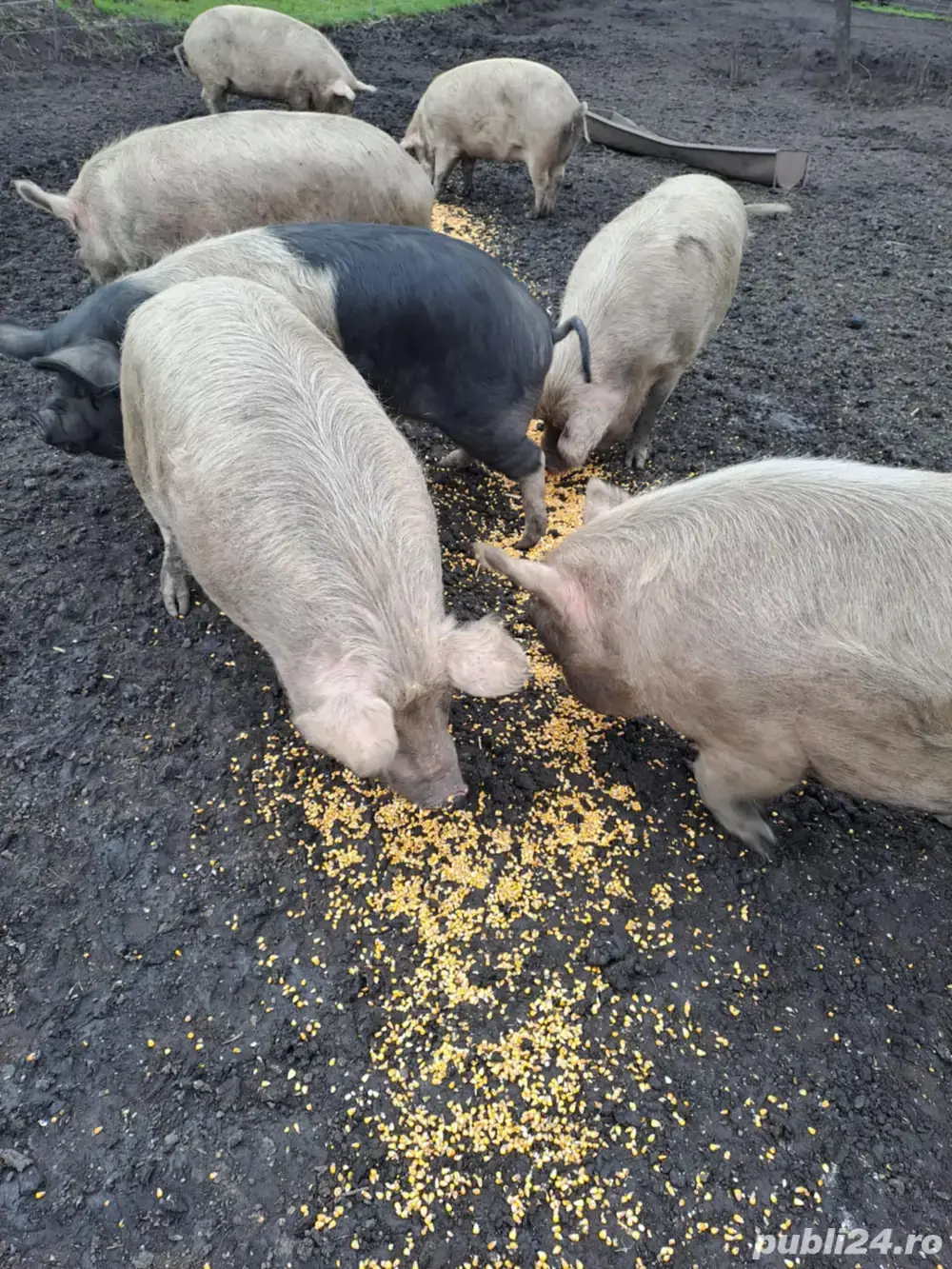 Vand porci bazna de taiat