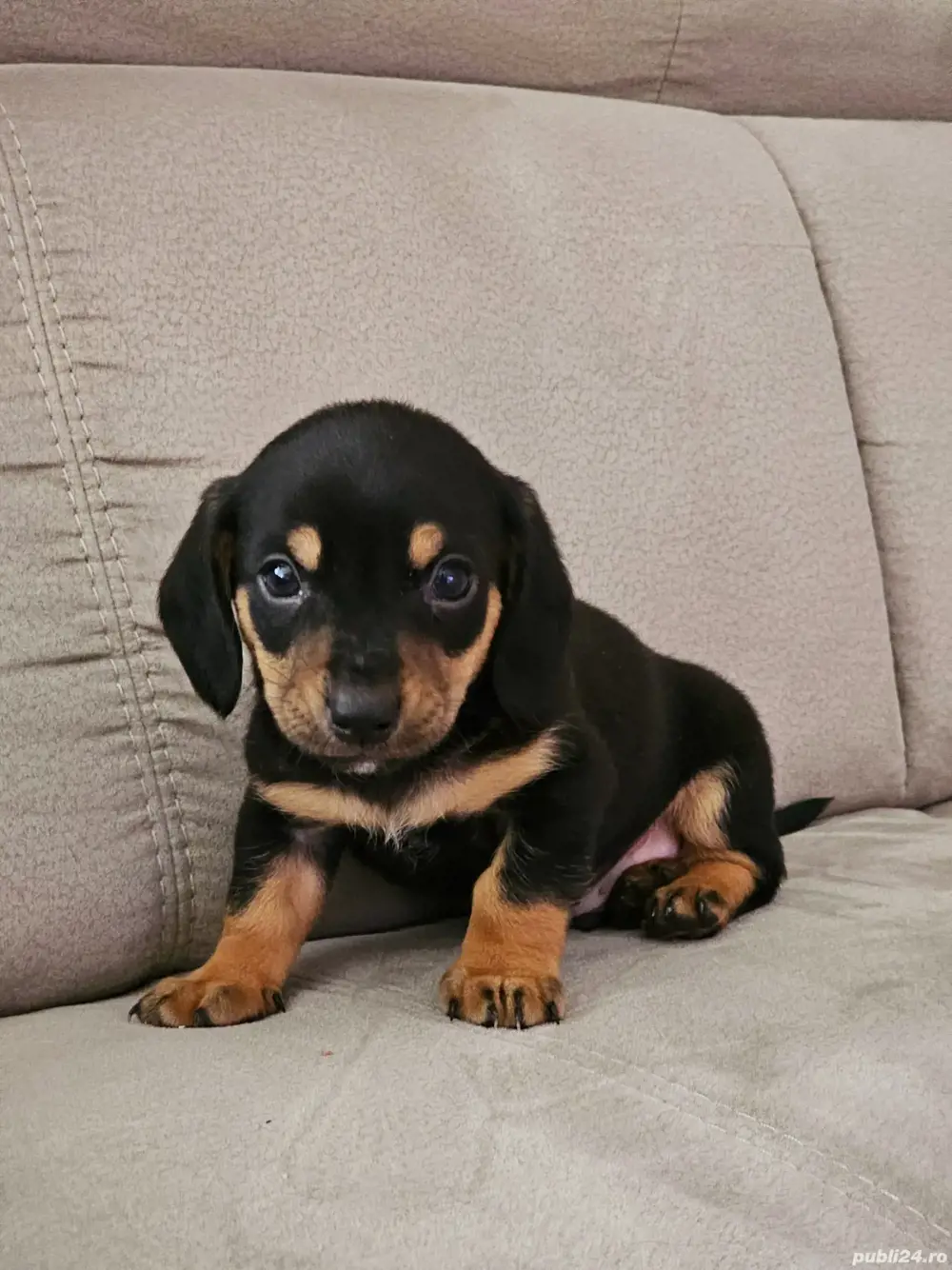 vand pui tekel mascul