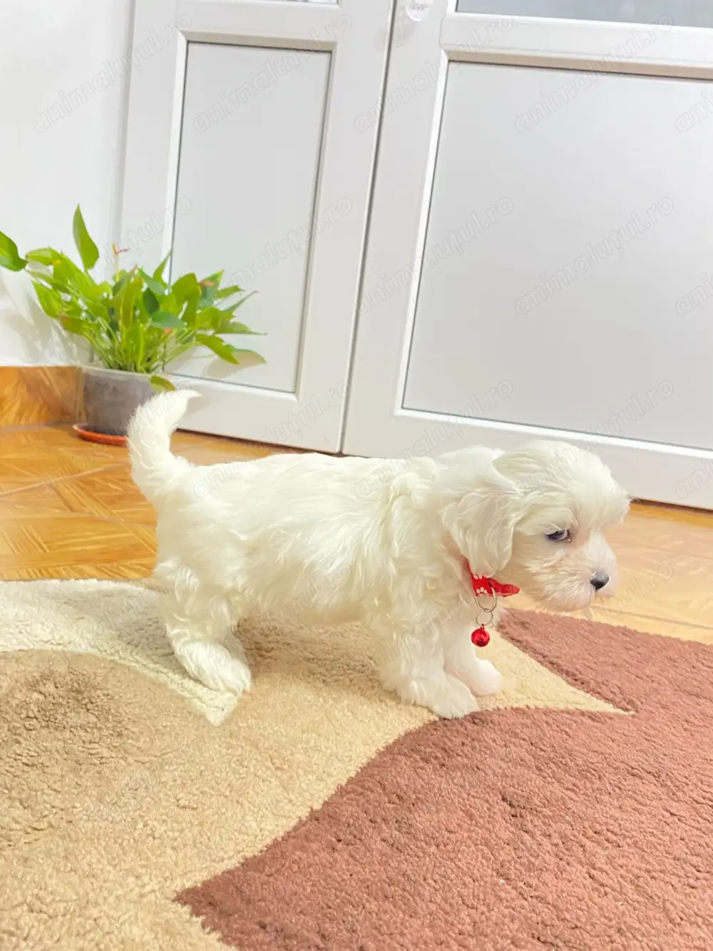 Pui bichon maltese în IAȘI