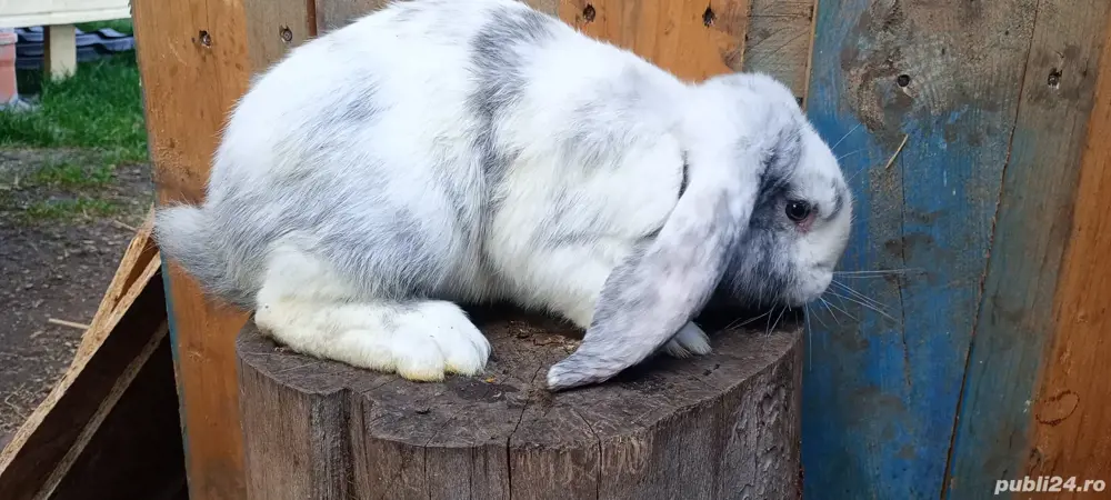 vand berbec german  vand berbec german