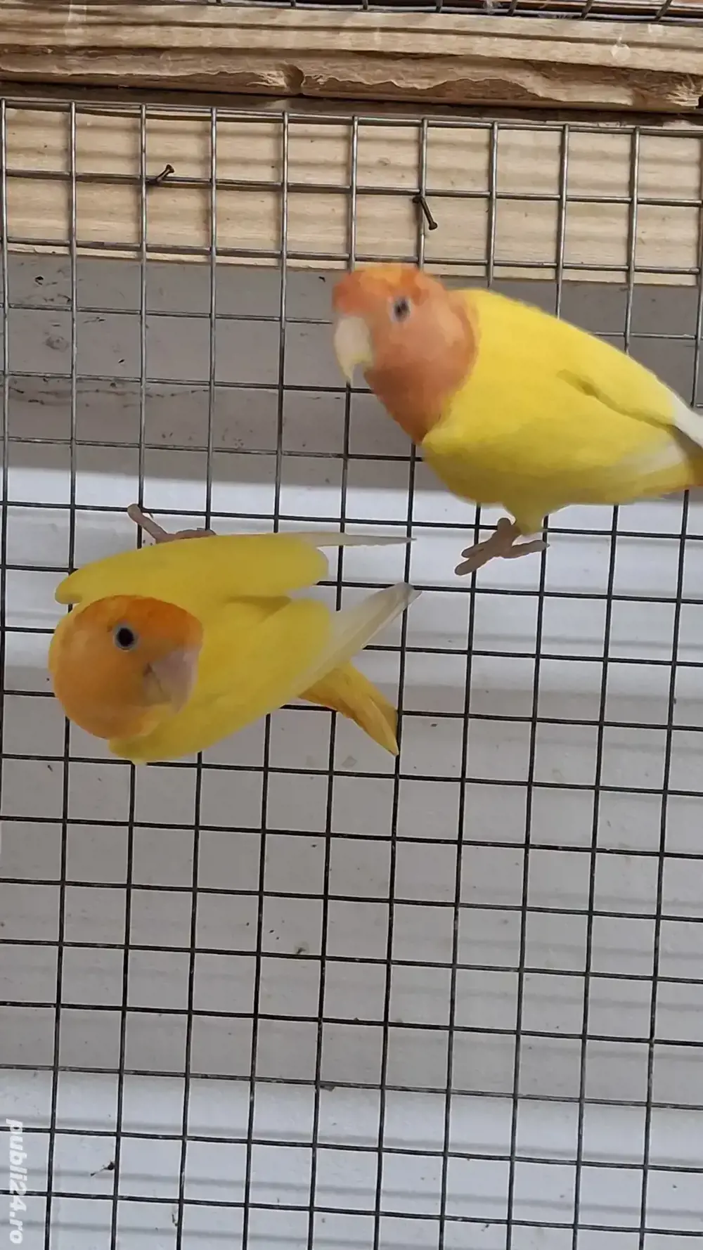 Papagali,diferite culori  Papagali,diferite culori