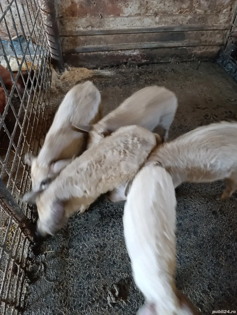 purcei Mangalita cu origine