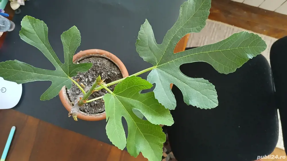 Smochini galbeni anul 2