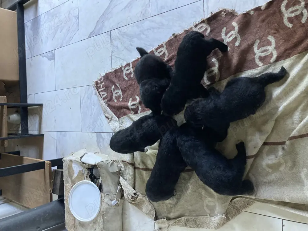 Ciobanesc romanesc corb