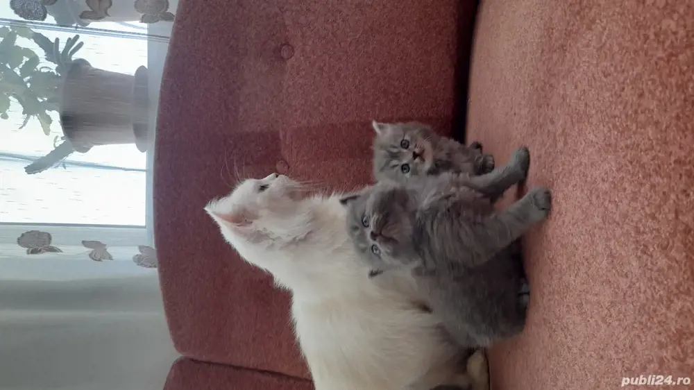 vand pui pisica persana 6 saptamani vand pui pisica persana 6 saptamani