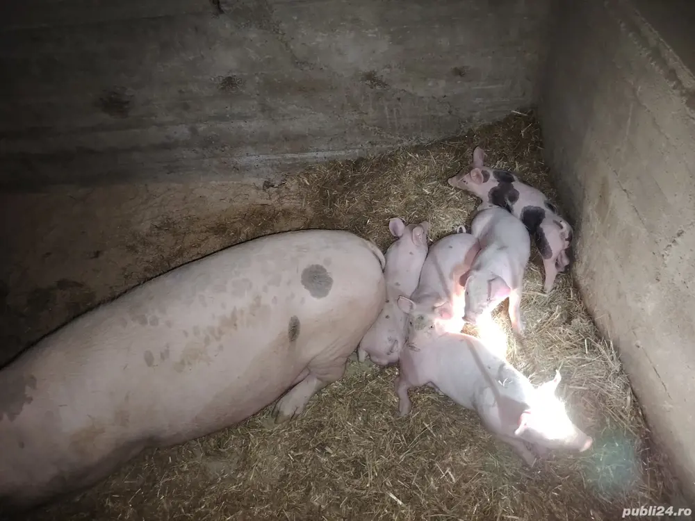 Grăsuni și Porcușori 