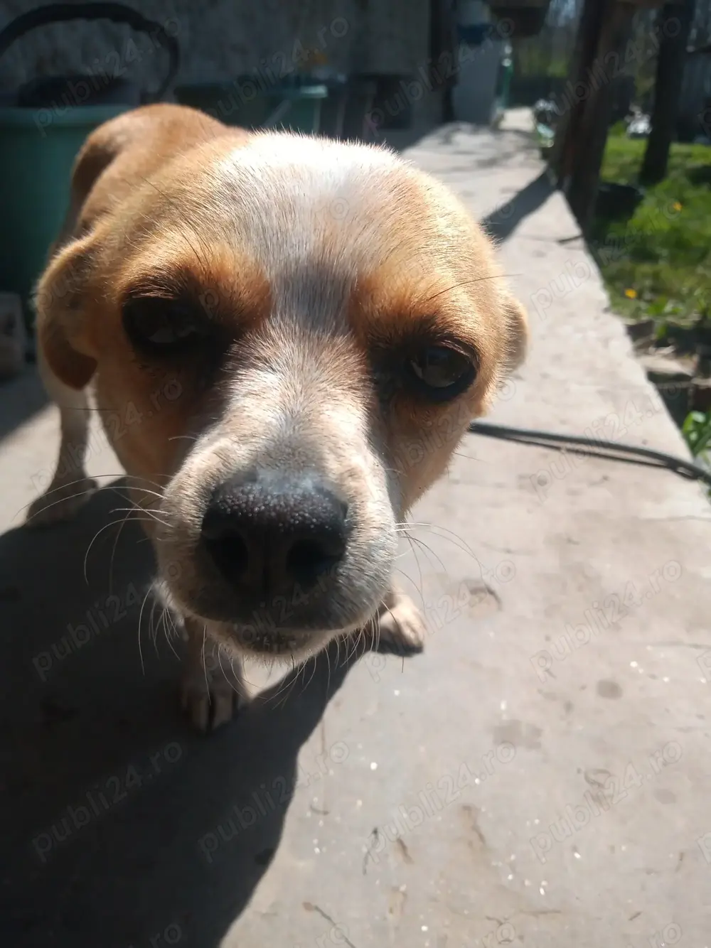 DONEZ catelusa vrednica 