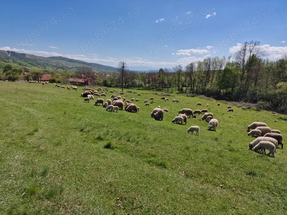 Vand 100 de oi cu miei. Au Certificat de Origine