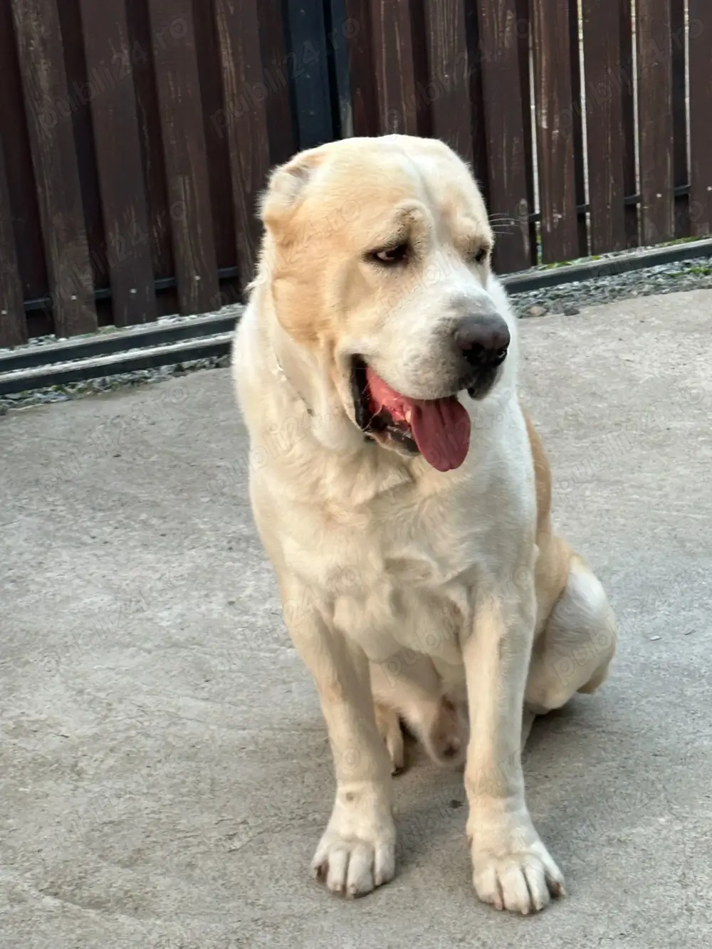 Vand mascul Ciobanesc de Asia Centrala