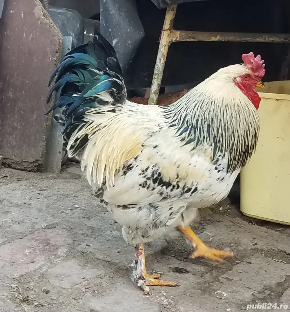 Vind cocos rasa Brahma 