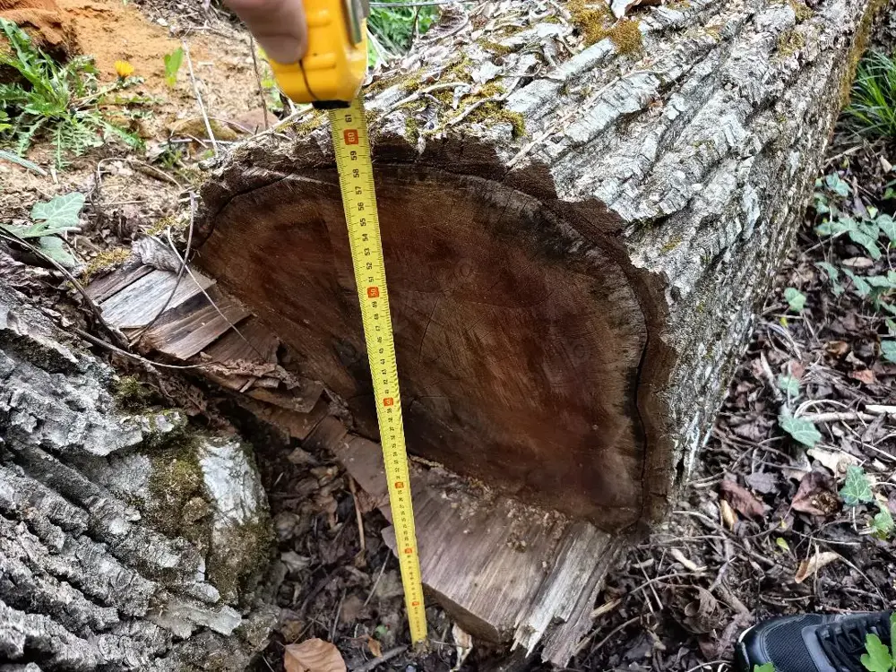 Lemn nuc pentru scandura