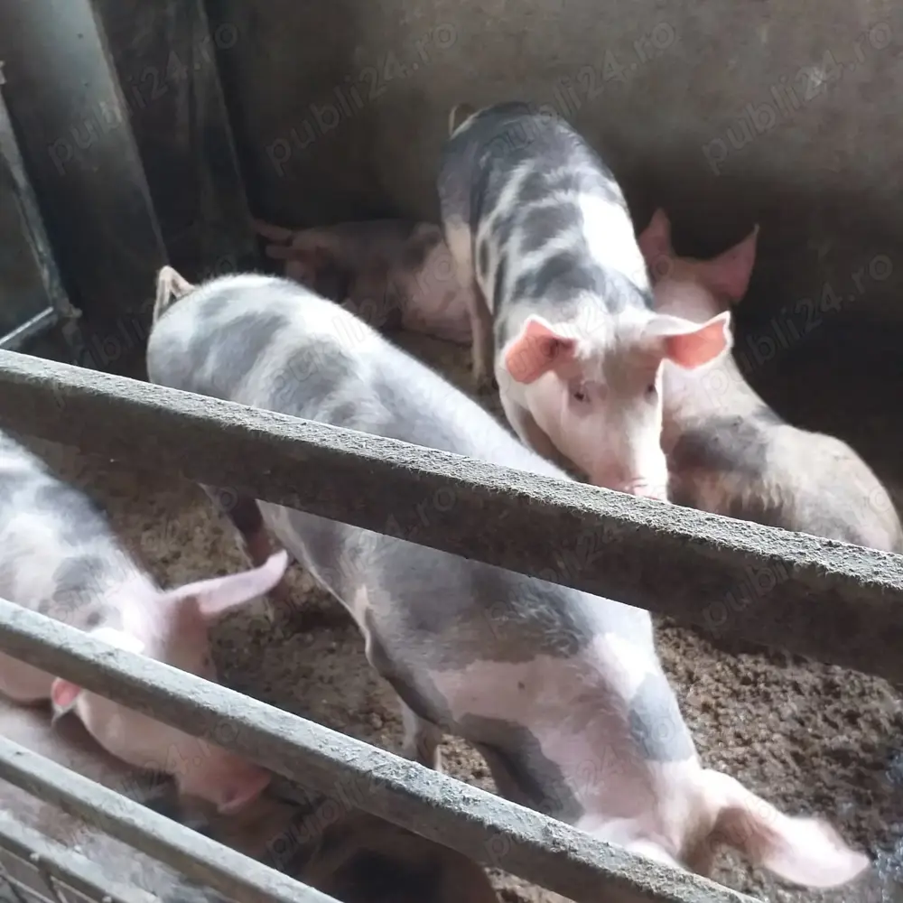 Porci de rasa de vanzare
