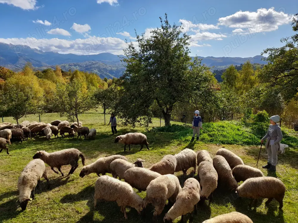 Oi tigaie de ținut  Oi tigaie de ținut
