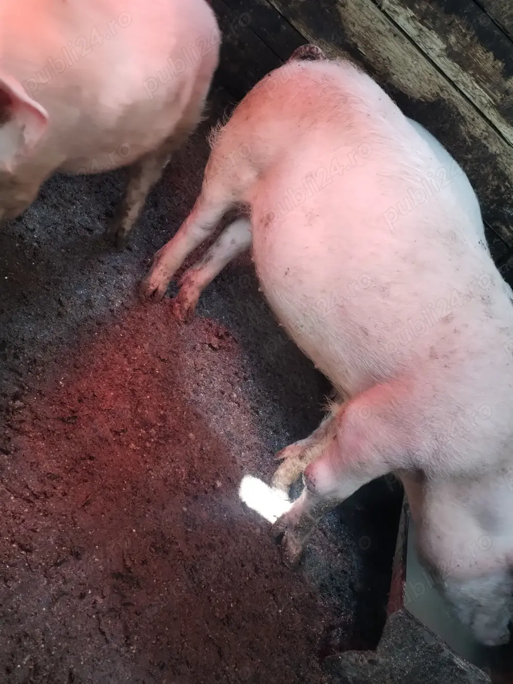 Vând purcei landras 35++kg