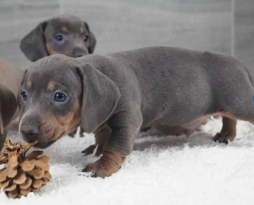 Pui femela și mascul teckel tekel techel albastru blue gri Pui femela și mascul teckel tekel techel albastru blue gri