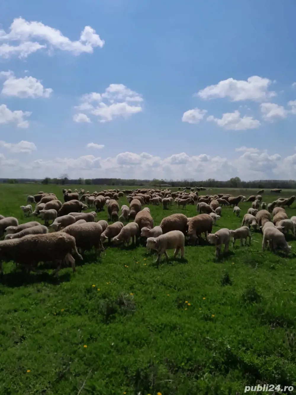 Vand oi merinos de palas Vand oi merinos de palas