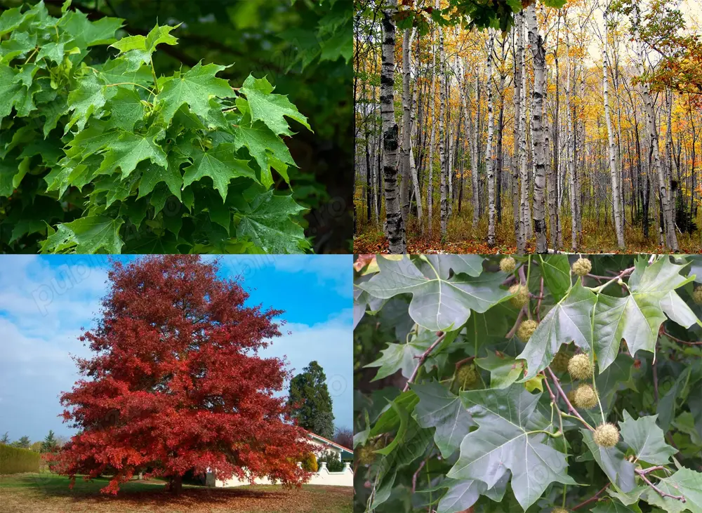 Arbori foiosi Artar Mesteacan Stejar rosu Platan Catalpa Ulm Plop in ghiveci