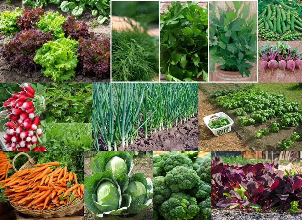 Seminte Primavara Verdeata loboda spanac salata arpagic Pachet 20 plic