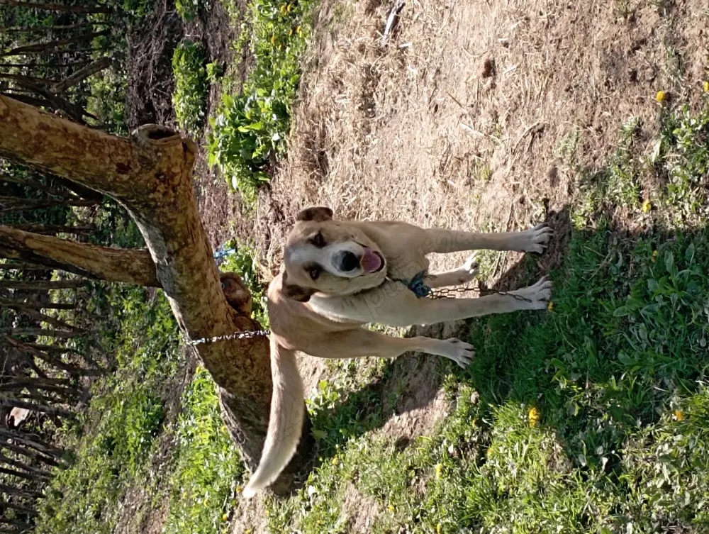Vând cățea de 3 ani crescuta la stana 