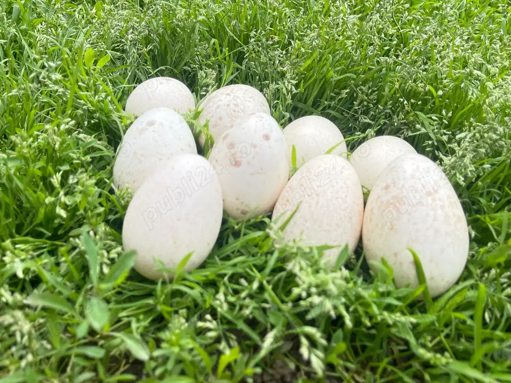 Oua de curca pentru incubat !!