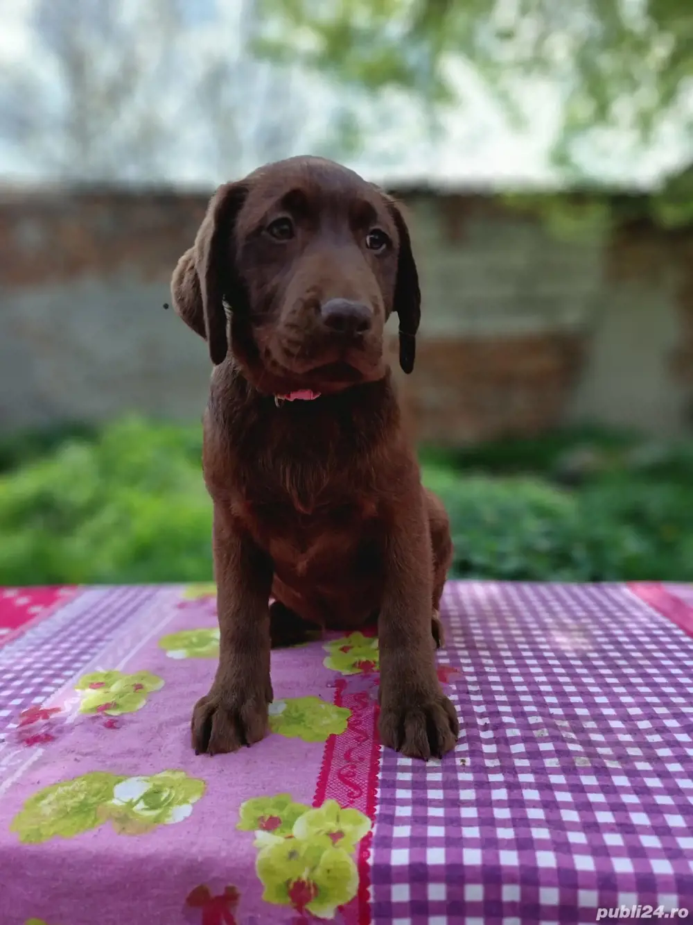 Labrador retriever ciocolatiu Pedigree pașaport 