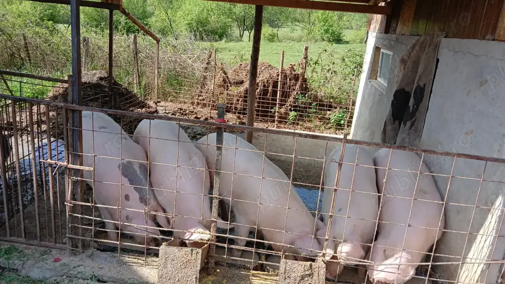 Vând porci de sacrificat.