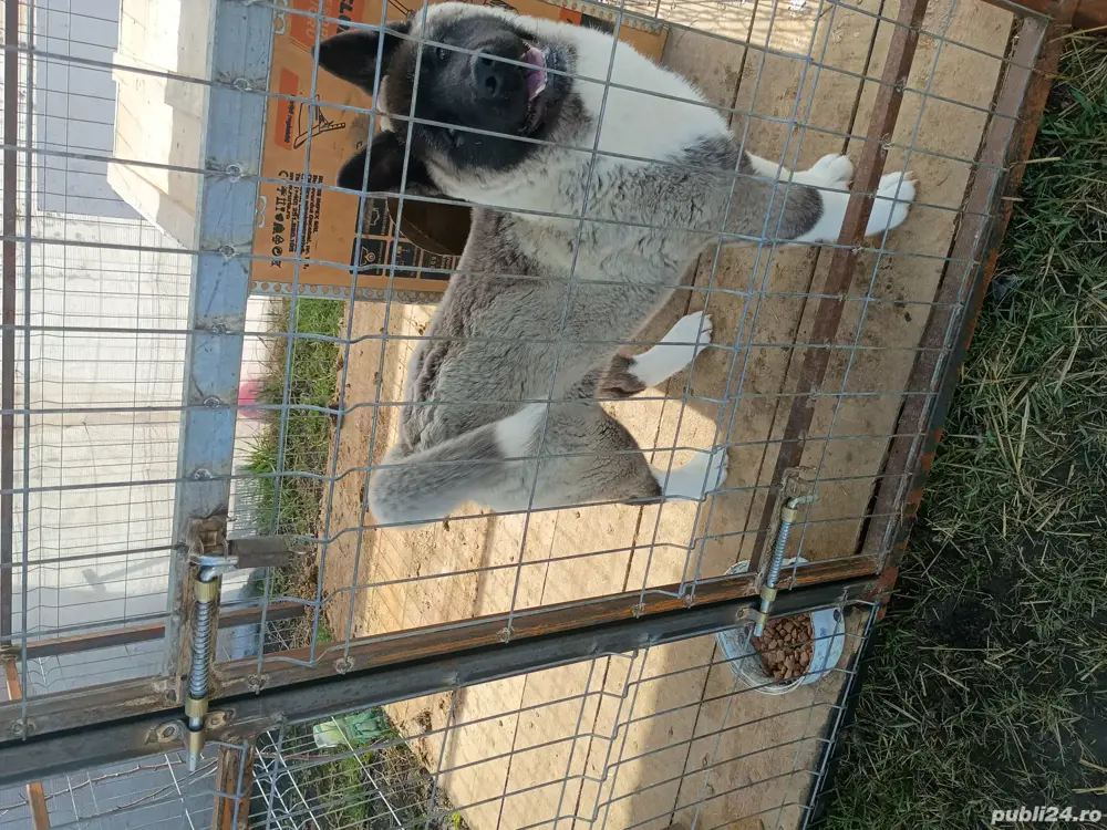 vând Akita American  vând Akita American