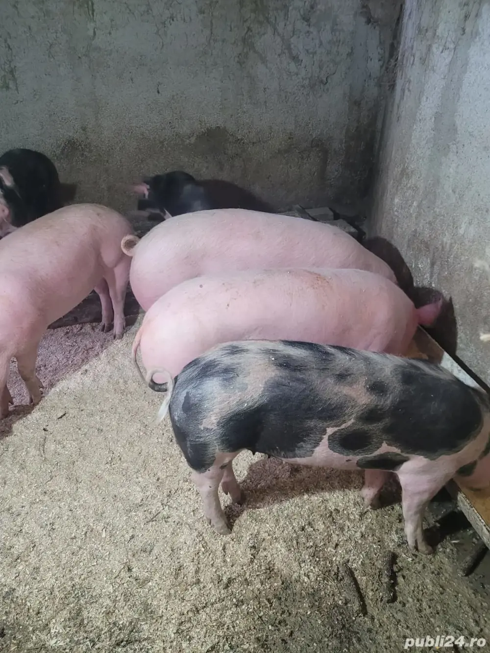 Vând porci și purcei 