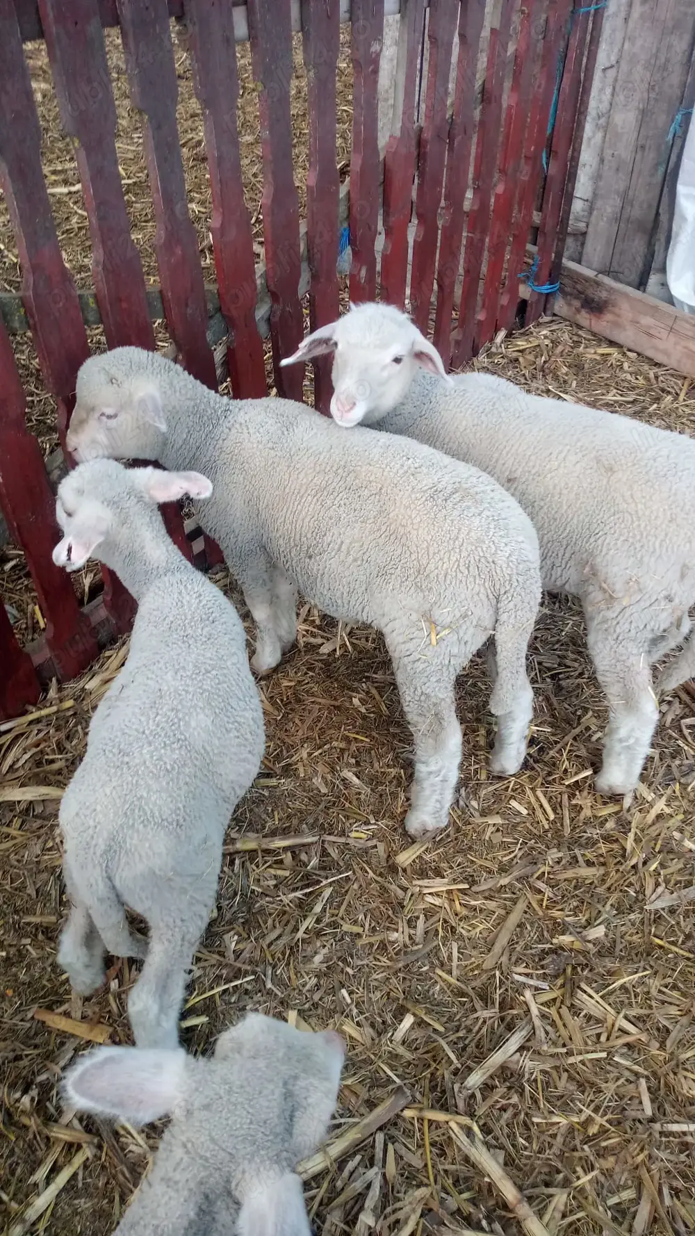 Vand berbecuti ile-de -france