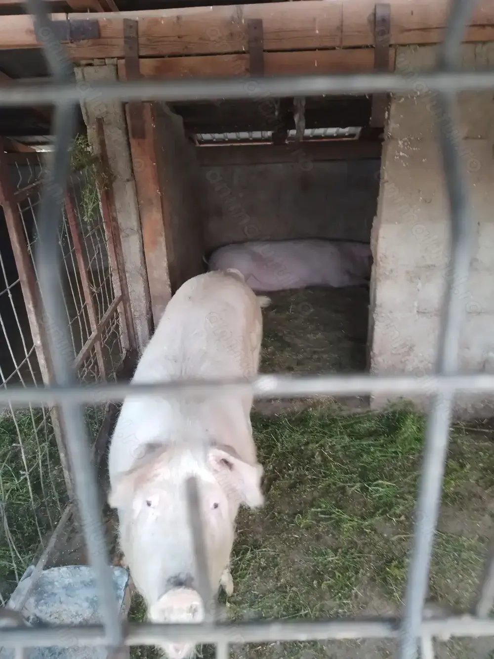 Porc de vanzare Porc de vanzare