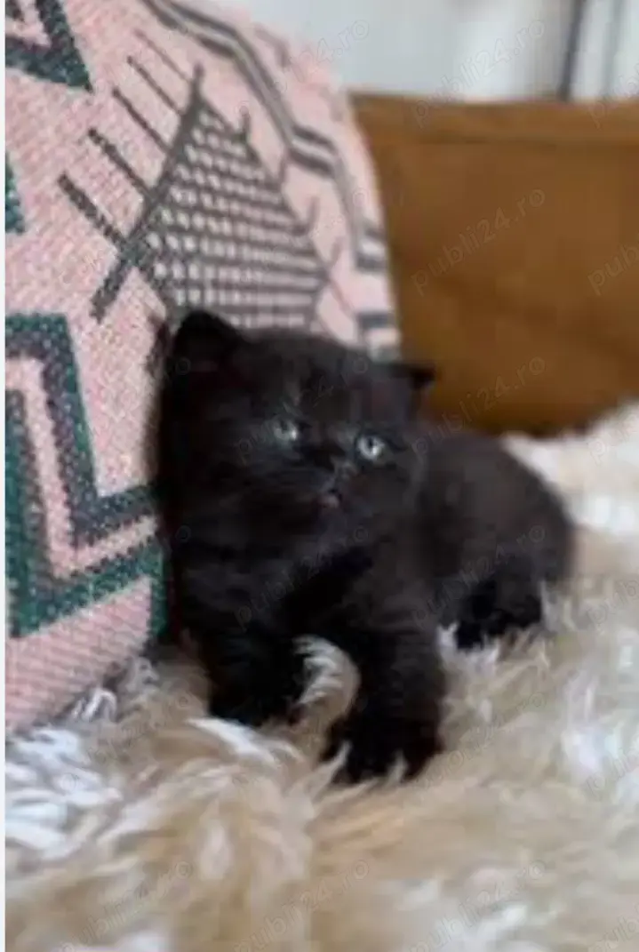 Puiuți superbi British Shorthair Black Chocolate 
