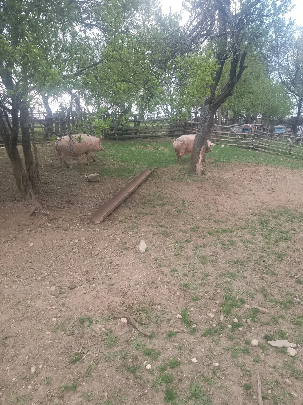 Vând porci și purcei 