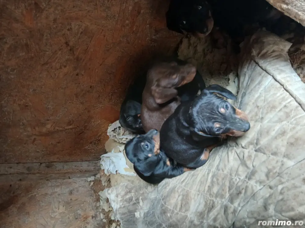 De vanzare  De vanzare