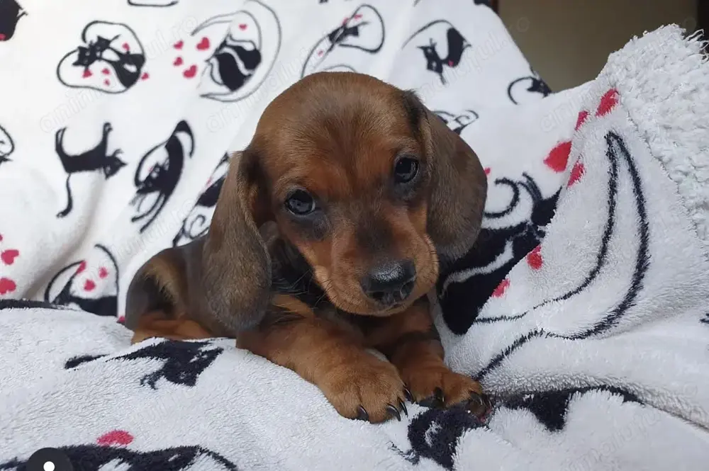 Teckel mascul și femela