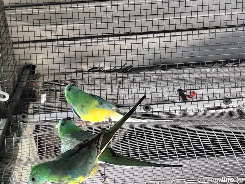 De vânzare Catatori ff frumoșii  De vânzare Catatori ff frumoșii