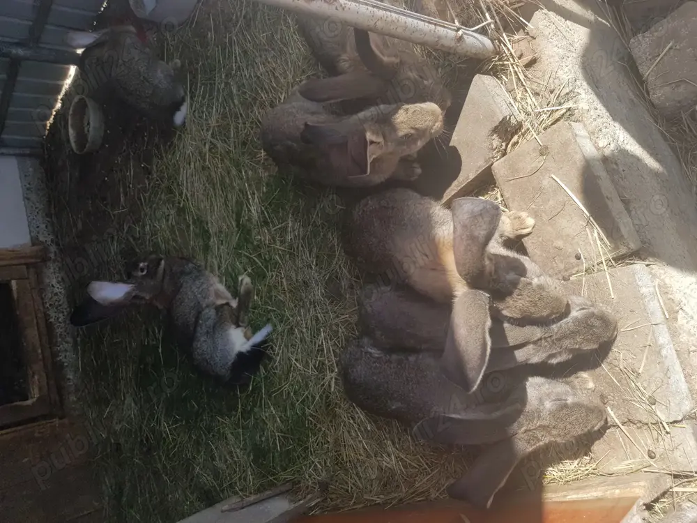 Iepuri, caută alta casa