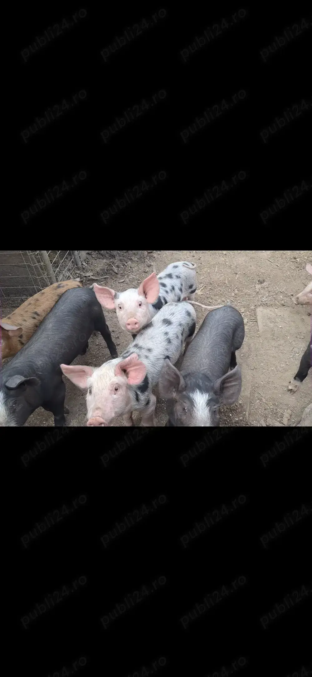 Vând purcei rasa Duroc + pietran