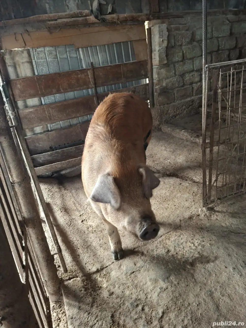 porc de vânzare  porc de vânzare