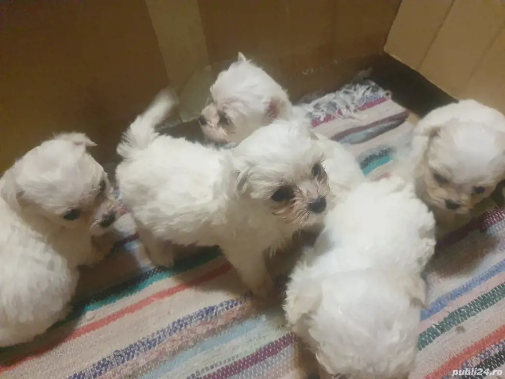 Bichon maltez mini toy 