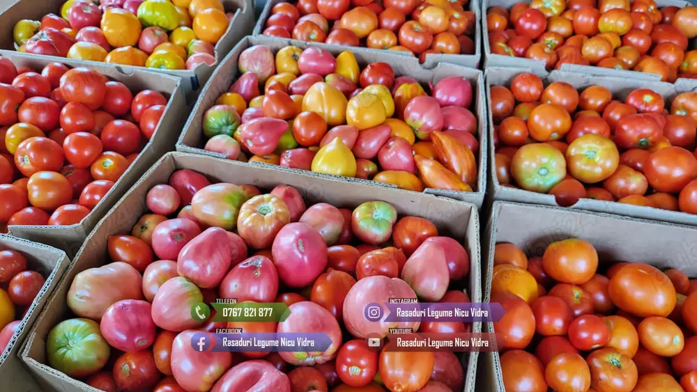 Rasad rosii   tomate | Rasaduri rosii Prekos Inima de bou Ardei Altele