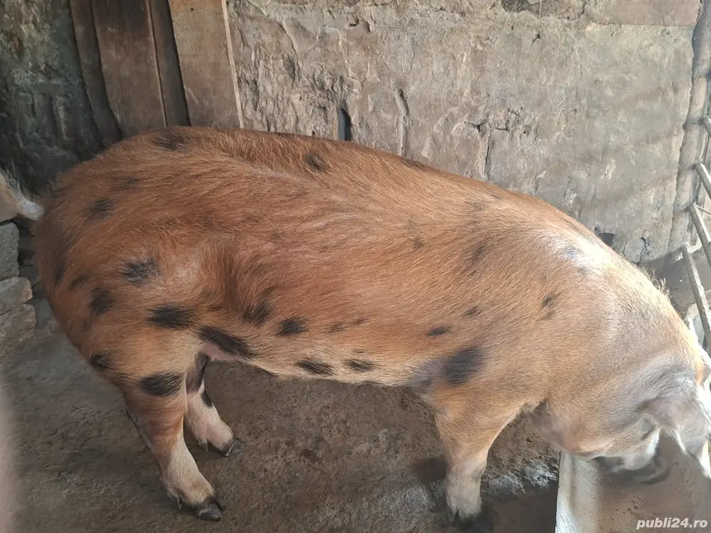 porc de vânzare  porc de vânzare