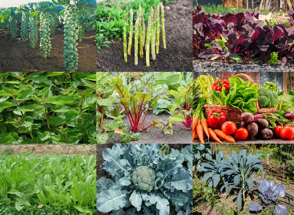 Seminte Legume medicinale Varza Brux Sparanghel Loboda Urzici Rubarba