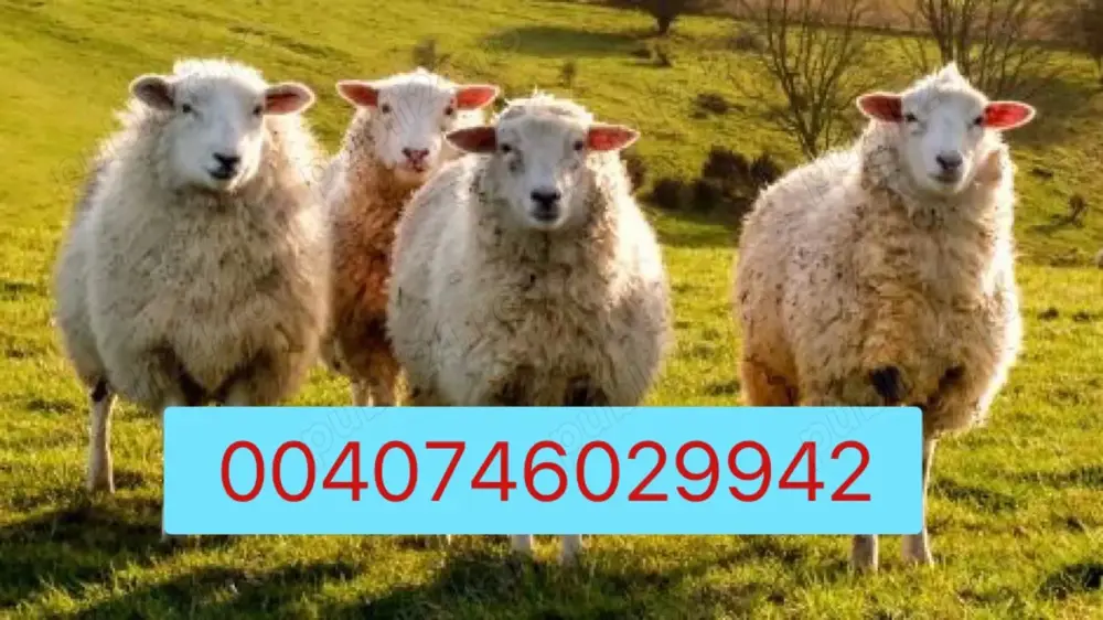 Oi de vanzare :   Oi de vanzare :